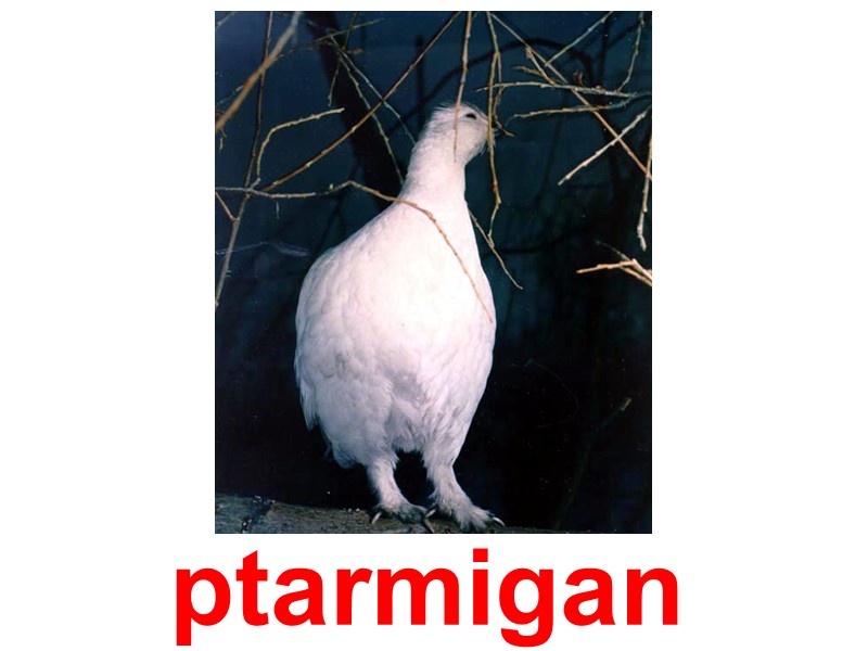 ptarmigan